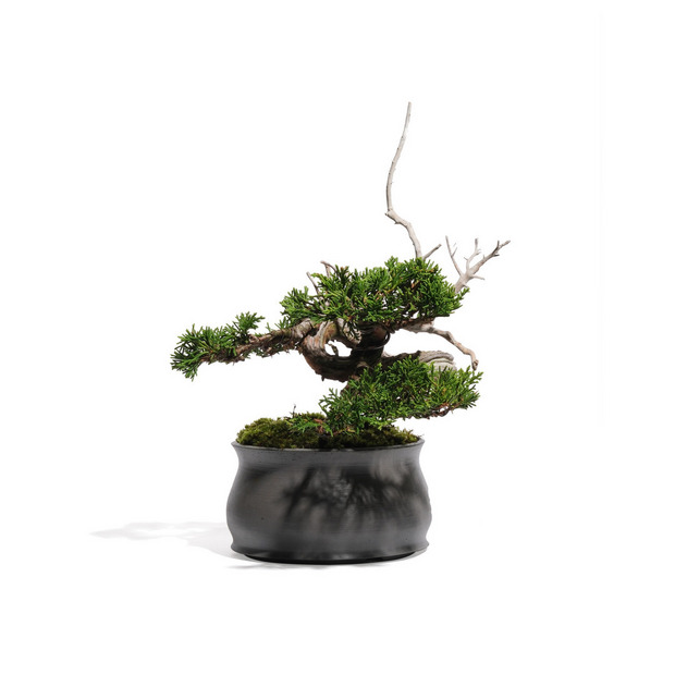 真柏 -半懸崖- (推定樹齢20年) 詳細画像